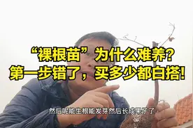 网购的花卉为啥“难养”？第一步错了，买多少都白搭！视频封面