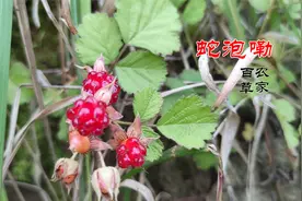 农村有种常见的蛇泡嘞，煮水还有这些好处，活了40岁现在才知道视频封面
