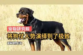 全网唯一不会叫的狗，将狗仗人势演绎到极致，堪称狗界影帝