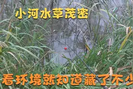 大河一段小支流，水草茂密，这环境看起来就知道藏了不少鱼视频封面
