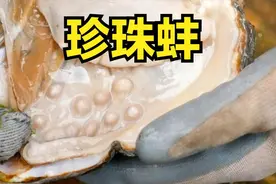 和大侄赶海，捡到珍珠蚌，里面满满的都是珍珠，价格不菲视频封面