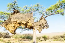 几代织巢鸟搭建世界上最大的鸟巢，重970公斤，能住500只鸟！视频封面