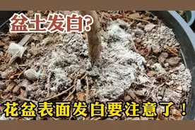 你家的花盆表面有发白要注意了，处理不及时只会越长越弱视频封面