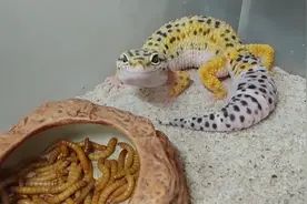 守宫分很多品种，这种身上有豹纹的就是叫豹纹守宫，超级可爱