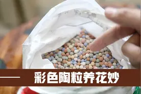 园艺师教你，彩色陶粒养花妙，防尘防飞溅，还可以抑制虫害