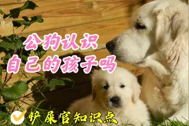 公狗能认出自己的孩子吗
