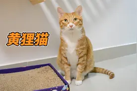 狸花猫可爱又聪明招人喜爱，很多人并不知道这种橘猫也是狸花猫视频封面