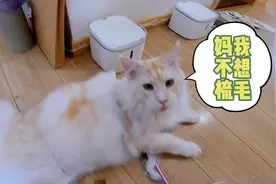 十年养猫铲屎官无广分享猫咪梳子及梳毛手法，长毛短毛一次搞定！