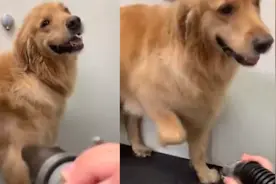 金毛为躲开吹风机，小脚踩出“自信舞步”，最后的蜜汁微笑亮了！