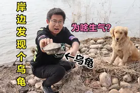 金毛在水库边发现个乌龟，小伙抓住它之后非常的生气，这咋回事？视频封面