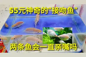 55元神奇的“接吻鱼”，两条鱼碰在一起就会亲嘴，这是什么原因呢