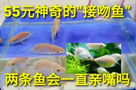 55元神奇的“接吻鱼”，两条鱼碰在一起就会亲嘴，这是什么原因呢视频封面