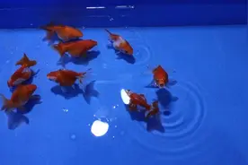 什么金鱼最容易饲养？就是它了，皮实好活、大半年没死一条视频封面