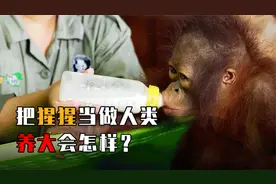 世界上唯一上过大学的猩猩，被当成人类养大，后来结婚生子了吗？视频封面