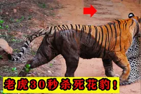 老虎30秒杀死花豹！如果是相同体型，花豹能不能打得过老虎？视频封面
