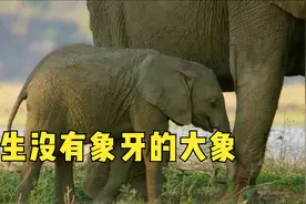 探险家王珂在非洲发现，有的大象天生没有象牙，背后原因很残酷视频封面