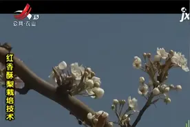 红香酥梨疏花疏果，有哪些技术要点呢？进入果实膨大期要进行追肥视频封面