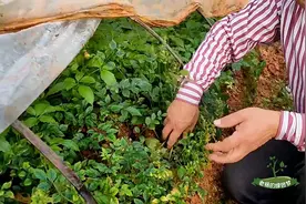 六月扦插的植物，今天来看长势情况，再教大家如何解决过冬问题视频封面