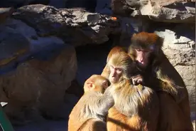 超可爱！北京动物园猕猴相互依偎抱团取暖视频封面
