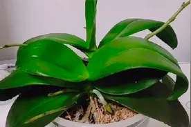 分享蝴蝶兰催花技术要点，这样做再也不怕它不开花了，赶紧收藏吧视频封面