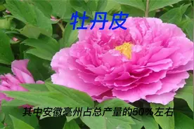 牡丹皮微寒具有清热凉血、活血化淤、退虚热等功效视频封面
