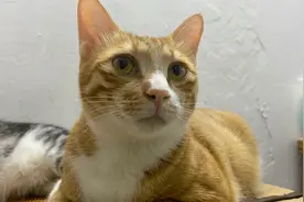 给猫咪听回小时候的叫声，一下愣住了，被整懵的样子好可爱