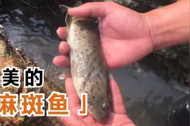 麻斑鱼跟泥好像，后面还有会跳舞的鱼视频封面