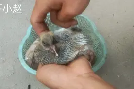 红二线配瓦灰鸽子，出两只小鸽子很满意，还有惊喜