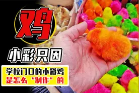 学校门口的小彩鸡，到底有多危险？知道真相你还敢买吗？视频封面