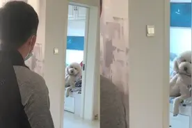 男子回家发现宠物狗躺在床上十分妖娆，看到狗狗的姿势网友笑翻了视频封面