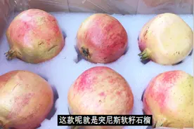 软籽石榴市场大好，产地主要来自3个地方，挑选要注意哪些事项？视频封面