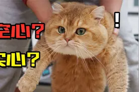 实心猫与空心猫大比拼!视频封面