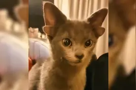 神奇动物在这里！土耳其一猫咪天生四只耳朵，邻居看后羡慕坏了视频封面