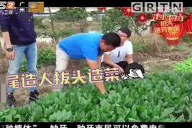 我爱返寻味：摘菠菜都有哪些讲究？大叔现场教学，来了解下吧