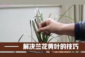 兰花黄叶怎么解决？园艺师教你，解决兰花黄叶的3种技巧视频封面