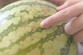 西瓜上发现洞眼，商家换了一个瓜还有洞眼，专家：不可能是打针视频封面