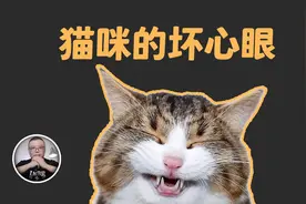 猫的秘密：喵喵神教，一直在统治，从未被驯服！视频封面