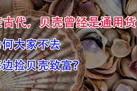 在古代贝壳曾是通用货币，为何以前大家都不去海边捡贝壳致富呢？视频封面
