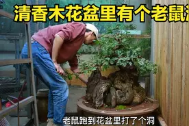 六个人都抬不动的清香木盆景视频封面