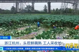 迎采收高峰！浙江杭州：头茬鲜藕陆续成熟，工人采收忙|第一时间视频封面