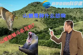山魈能够斗杀花豹？这种灵长类动物有多强？视频封面