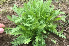 植物“蔊菜”吃过吗？我也是今天才知道，居然还有这么棒的价值！
