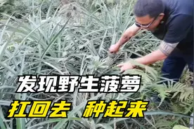 西双版纳房车营地发现大片野菠萝，扛回去种起来，周周房车游中国视频封面