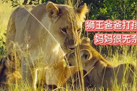 小狮子第一次跟狮王爸爸一起用餐便挨揍，但有入侵时却会舍命保护视频封面