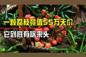 一颗荔枝被卖到55万？居然还有武警保护，它到底有啥来头？视频封面