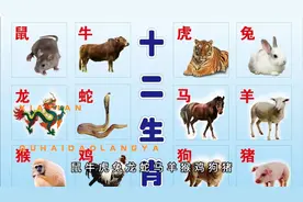 十二生肖排列顺序表
