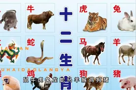 十二生肖排列顺序表视频封面