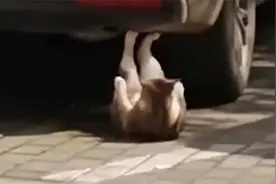 江苏一老猫脚蹬汽车底盘，做仰卧起坐，拍摄者：还会“瑜伽”视频封面