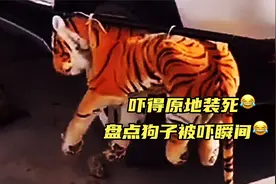 玩具老虎吓晕狗子爆笑瞬间视频封面