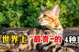 世界上“最贵”的4种猫，是时候认识一下了！视频封面